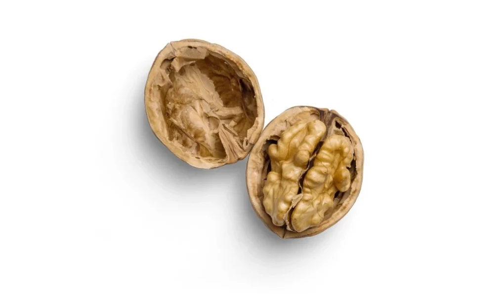 walnut