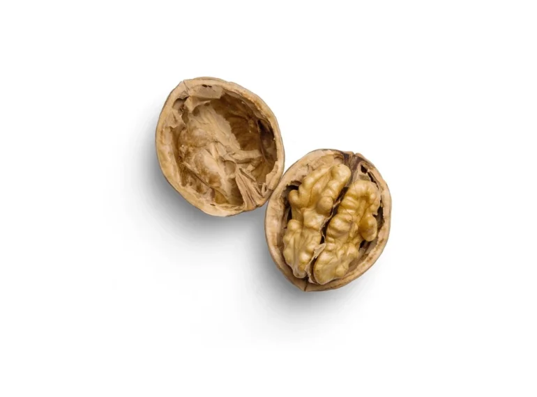 walnut